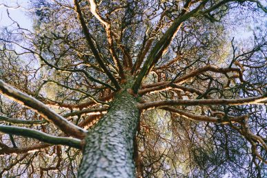 How Ancestry.com’s open source strategy combines Kubernetes and OpenStack