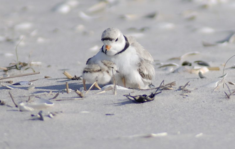 Build it yourself: How a small team deployed OpenStack