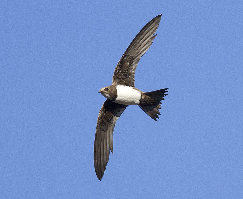 A birds-eye view of Swift 2.20.0
